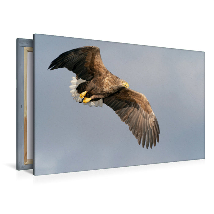 Premium textile canvas Premium textile canvas 120 cm x 80 cm landscape sea eagle 