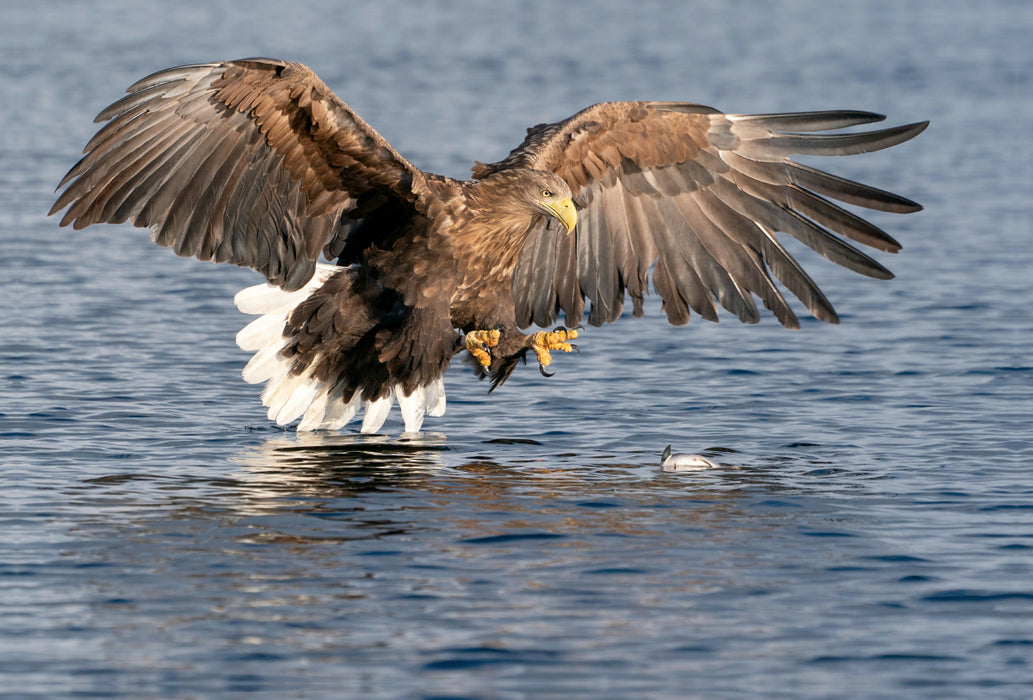 Premium textile canvas Premium textile canvas 120 cm x 80 cm landscape sea eagle 