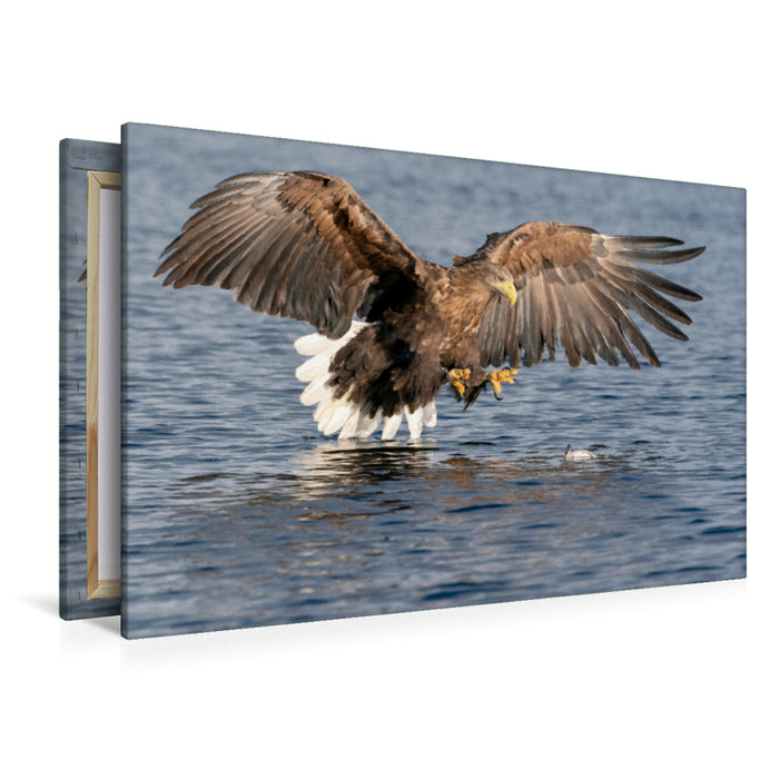 Premium textile canvas Premium textile canvas 120 cm x 80 cm landscape sea eagle 