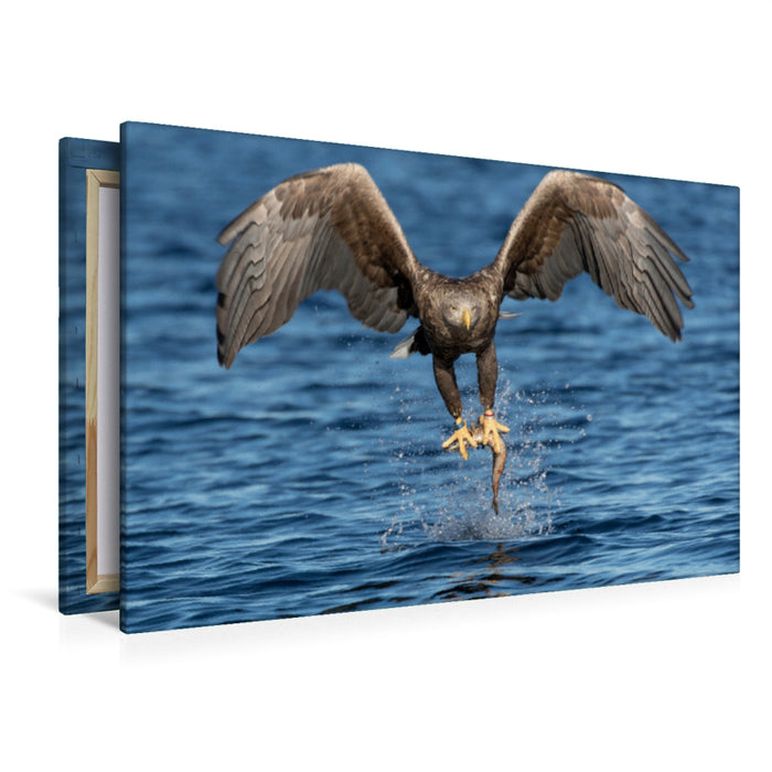 Premium textile canvas Premium textile canvas 120 cm x 80 cm landscape sea eagle 