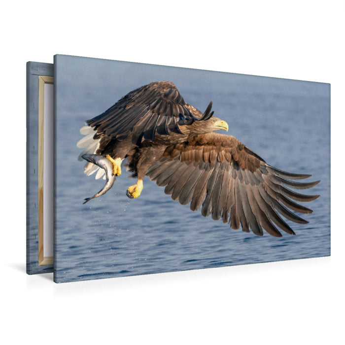 Premium Textil-Leinwand Premium Textil-Leinwand 120 cm x 80 cm quer Seeadler