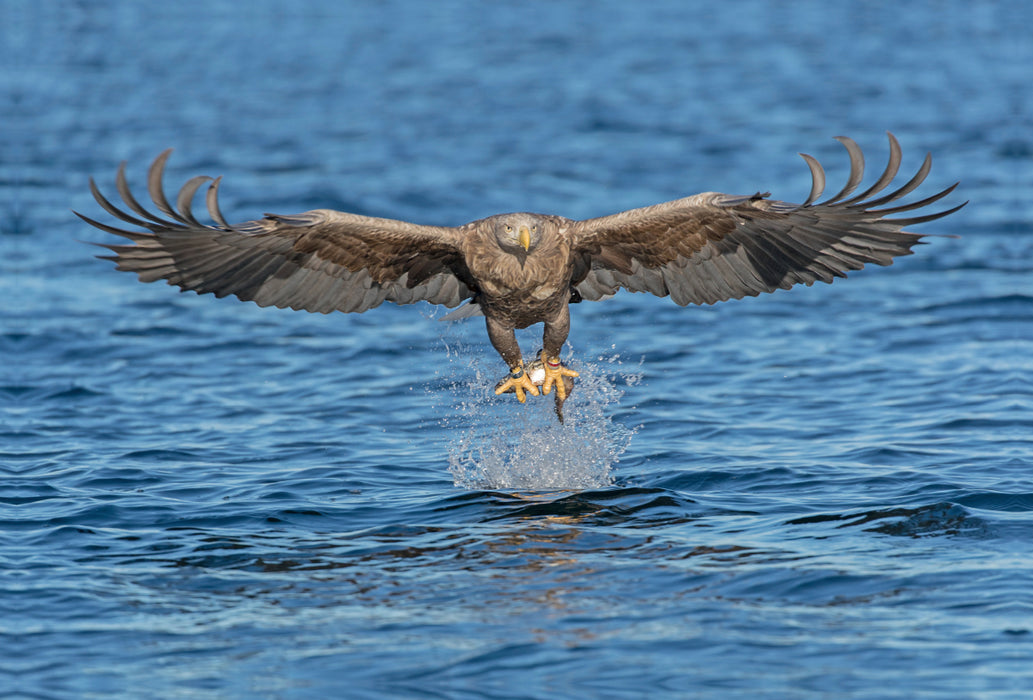 Premium textile canvas Premium textile canvas 120 cm x 80 cm landscape sea eagle 