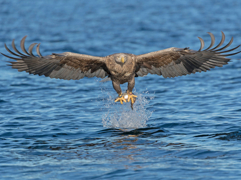 Seeadler - CALVENDO Foto-Puzzle - calvendoverlag 29.99