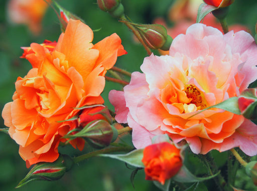 Rosenduo orange-pink - CALVENDO Foto-Puzzle - calvendoverlag 29.99