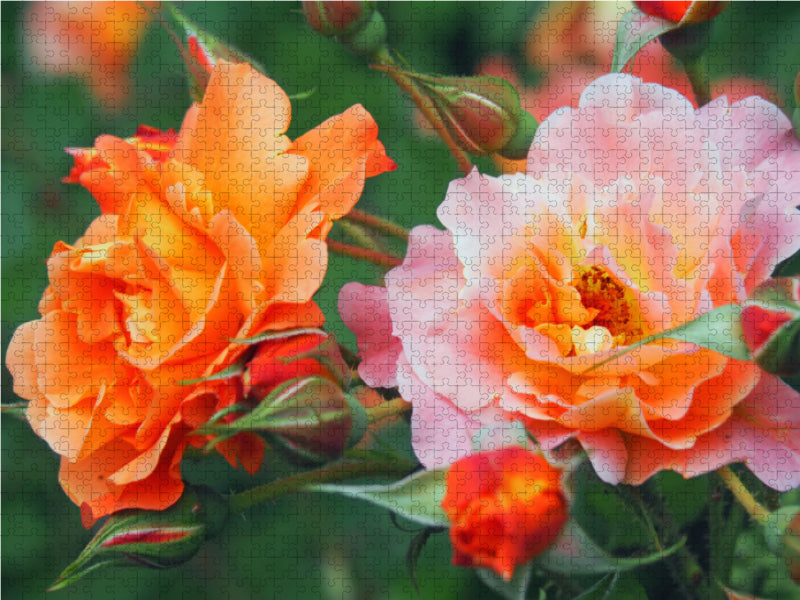Rosenduo orange-pink - CALVENDO Foto-Puzzle - calvendoverlag 29.99