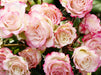 Hübscher Rosenstrauß in zartem Rosa - CALVENDO Foto-Puzzle - calvendoverlag 29.99