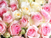Rosen in zarten Pastelltönen - hellgelb und rosa - CALVENDO Foto-Puzzle - calvendoverlag 29.99