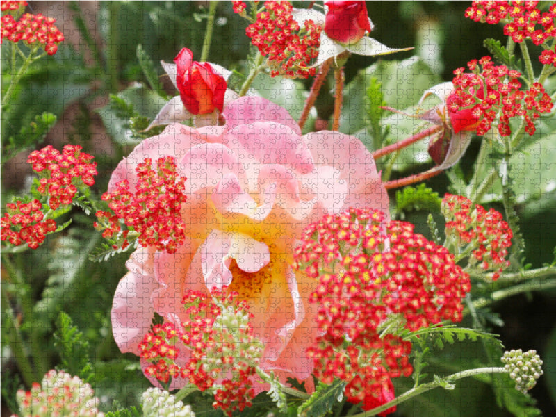 Rosa Rose mit roter Schafgarbe - CALVENDO Foto-Puzzle - calvendoverlag 29.99