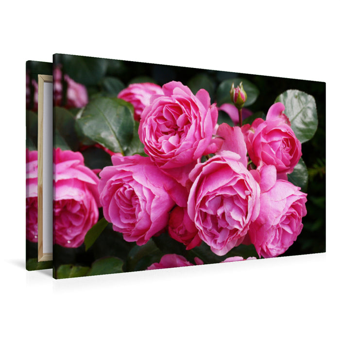 Premium textile canvas Premium textile canvas 120 cm x 80 cm landscape Rose Leonardo da Vinci in rich pink 