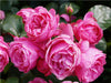 Rose Leonardo da Vinci in sattem Pink - CALVENDO Foto-Puzzle - calvendoverlag 29.99