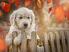 Golden Retriever - Sweet Puppy von Martina Wrede - CALVENDO Foto-Puzzle - calvendoverlag 29.99