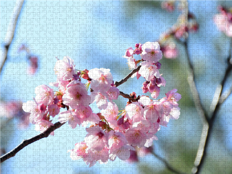 Die Kirschblüte in Japan - CALVENDO Foto-Puzzle - calvendoverlag 39.99