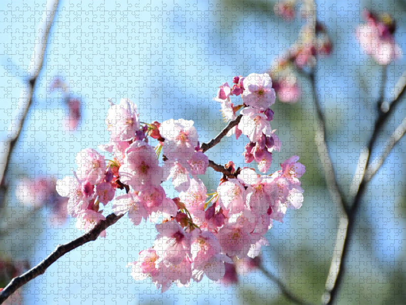 Les cerisiers en fleurs au Japon - Puzzle photo CALVENDO 