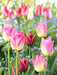 Bunte Tulpen mit Vergissmeinnicht - CALVENDO Foto-Puzzle - calvendoverlag 29.99