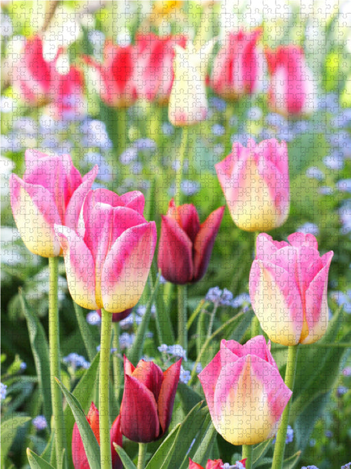 Bunte Tulpen mit Vergissmeinnicht - CALVENDO Foto-Puzzle - calvendoverlag 29.99