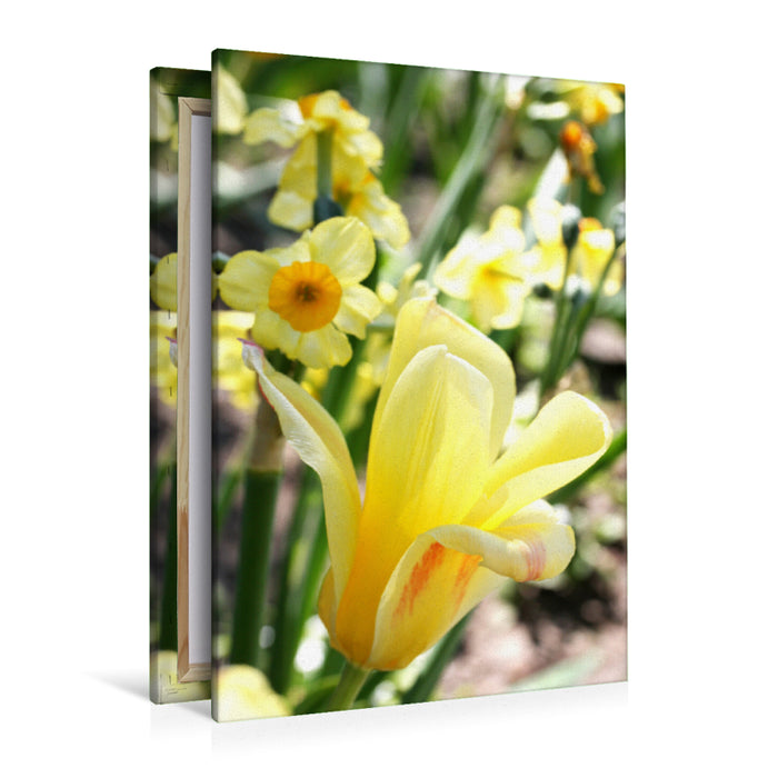 Premium textile canvas Premium textile canvas 80 cm x 120 cm high Soft yellow tulip with daffodils 
