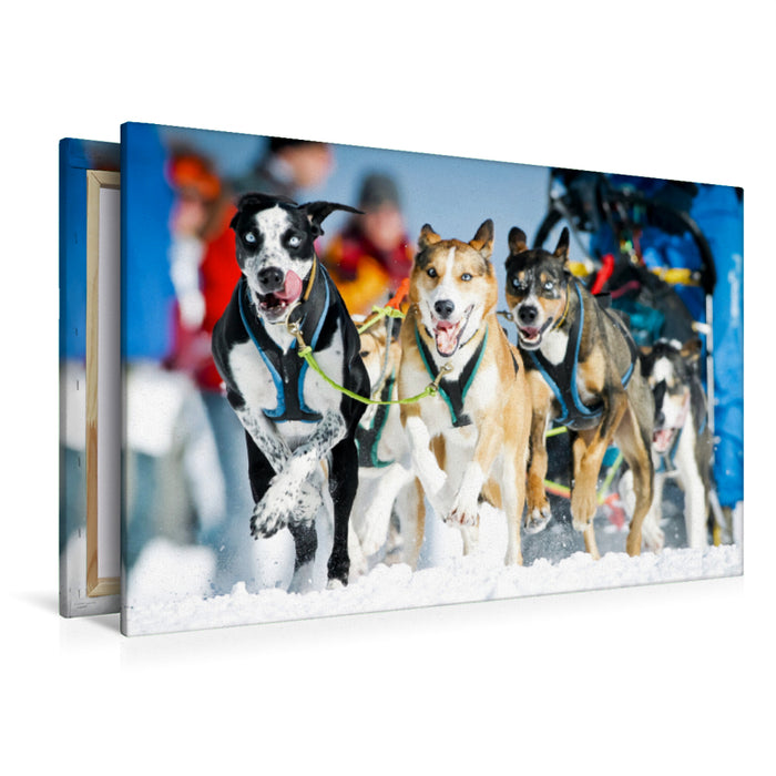 Premium textile canvas Premium textile canvas 120 cm x 80 cm across A team of sled dogs full of enthusiasm while racing 