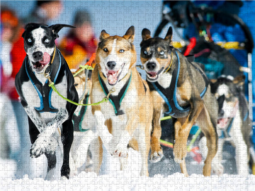 Ein Schlittenhunde-Gespann voller Begeisterung beim Rennen - CALVENDO Foto-Puzzle - calvendoverlag 29.99