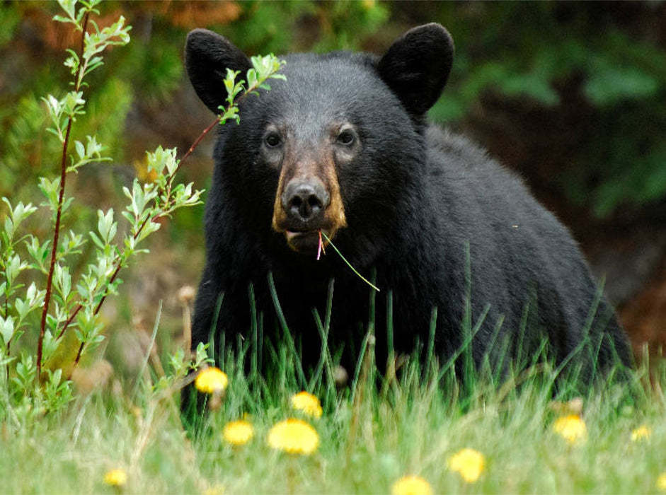 Black Bear on the Yellowhead Highway - CALVENDO Photo Puzzle 