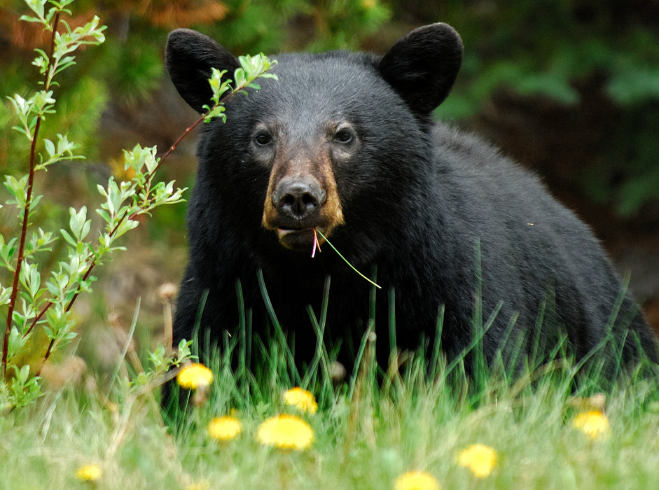 Schwarzbär am Yellowhead Highway - CALVENDO Foto-Puzzle - calvendoverlag 29.99