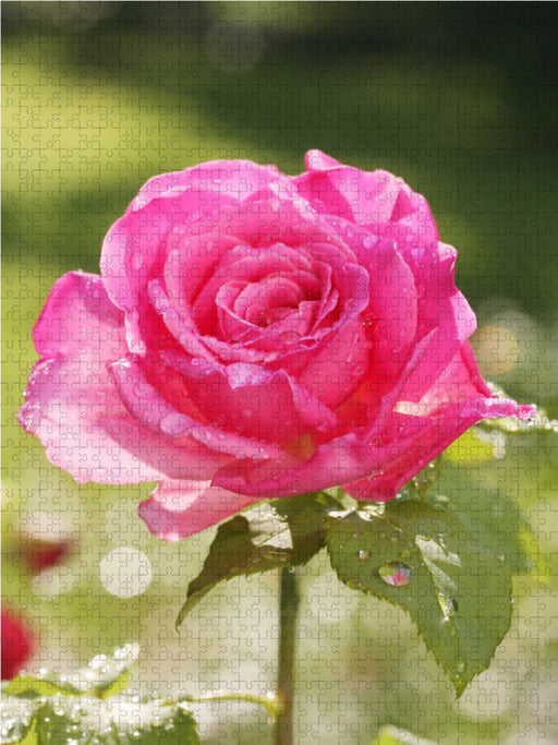 Rose 'Duftrausch' nach dem Regen - CALVENDO Foto-Puzzle - calvendoverlag 29.99