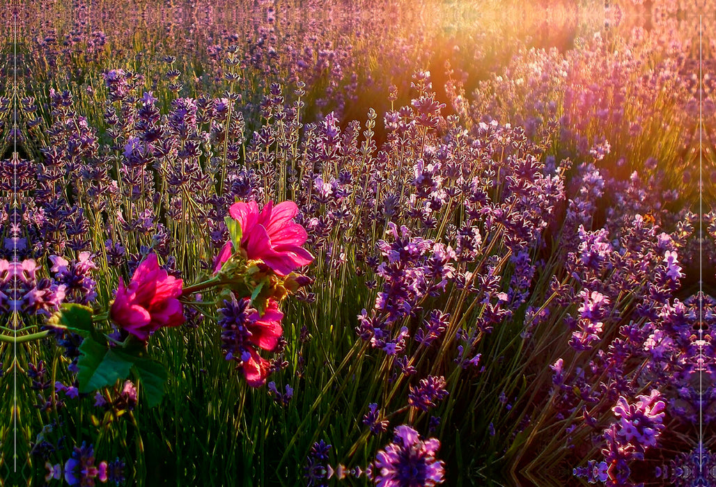 Premium textile canvas Premium textile canvas 90 cm x 60 cm across A motif from the calendar Dream Destinations - Lavender of Provence, France 