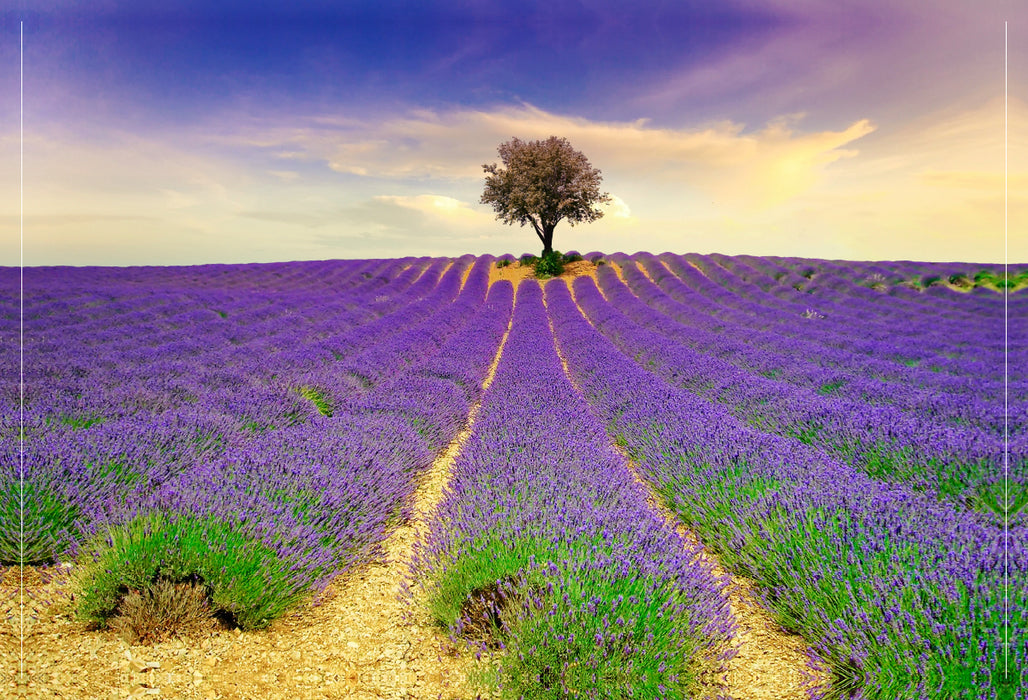 Premium textile canvas Premium textile canvas 90 cm x 60 cm across A motif from the calendar Dream Destinations - Lavender of Provence, France 