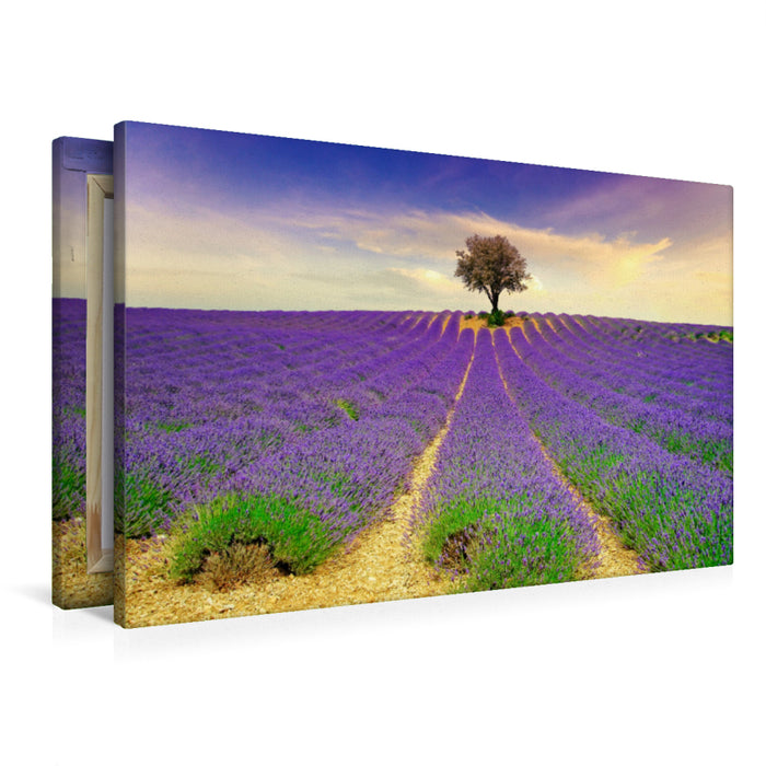 Premium Textil-Leinwand Premium Textil-Leinwand 90 cm x 60 cm quer Ein Motiv aus dem Kalender Traum-Ziele - Lavendel der Provence, Frankreich