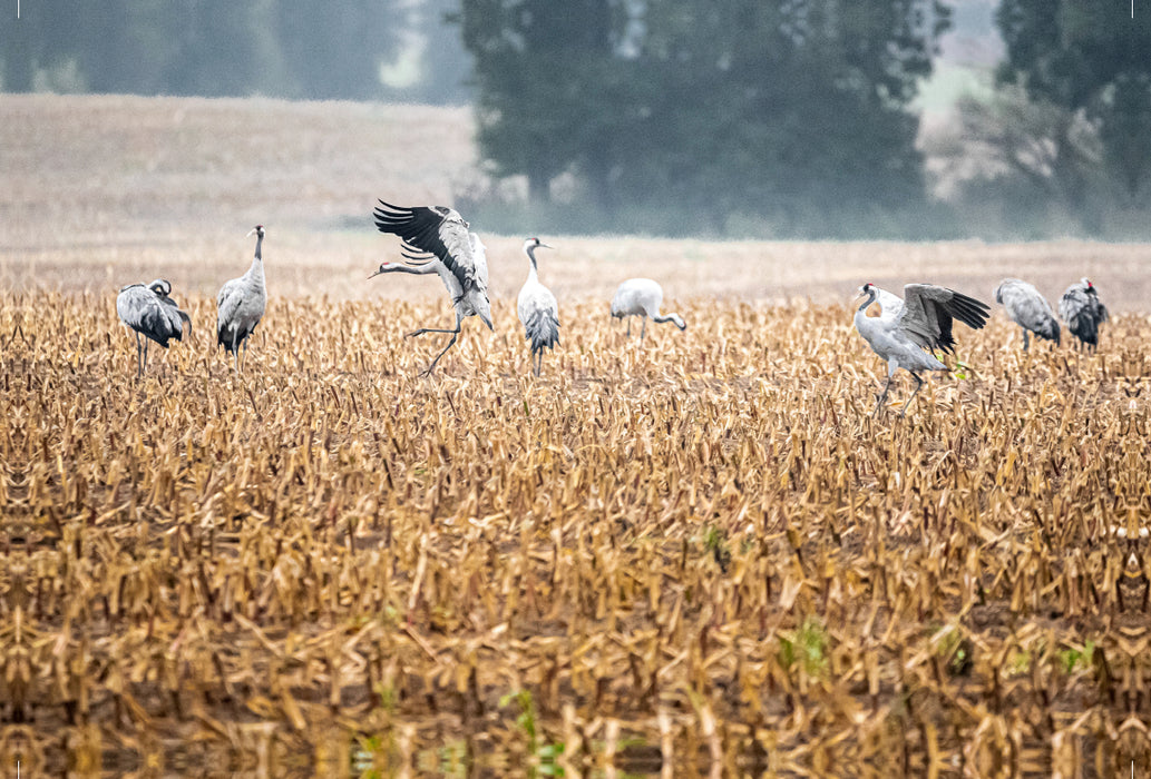 Premium textile canvas Premium textile canvas 120 cm x 80 cm landscape cranes at Batevitz 