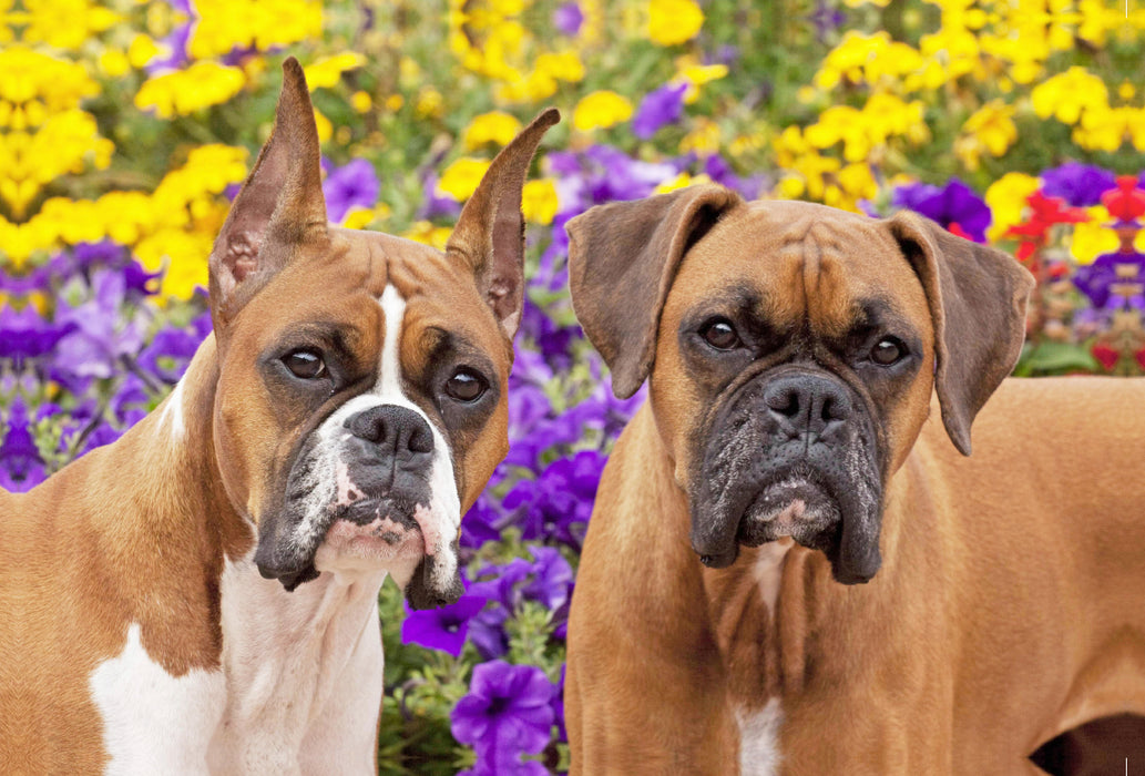 Premium textile canvas Premium textile canvas 120 cm x 80 cm landscape Two dogs of the Boxer breed look attentively. 