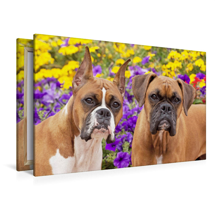 Premium Textil-Leinwand Premium Textil-Leinwand 120 cm x 80 cm quer Zwei Hunde der Rasse Boxer schauen aufmerksam.