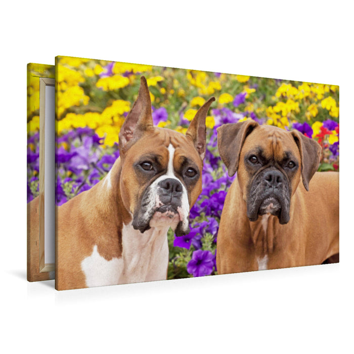 Premium textile canvas Premium textile canvas 120 cm x 80 cm landscape Two dogs of the Boxer breed look attentively. 