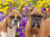 Zwei Hunde der Rasse Boxer schauen aufmerksam. - CALVENDO Foto-Puzzle - calvendoverlag 29.99