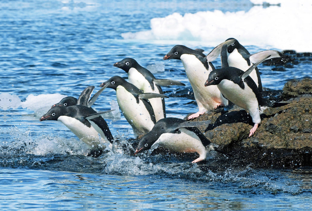 Premium textile canvas Premium textile canvas 120 cm x 80 cm landscape Adelie penguins on the jump to the fishing grounds. 