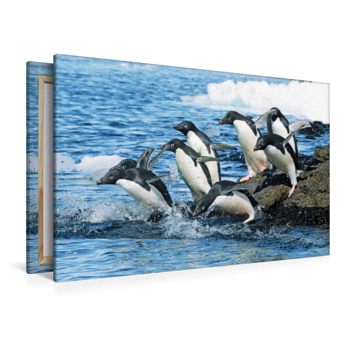 Premium textile canvas Premium textile canvas 120 cm x 80 cm landscape Adelie penguins on the jump to the fishing grounds. 