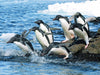 Adelie Pinguine auf dem Sprung zu den Fischgründen. - CALVENDO Foto-Puzzle - calvendoverlag 29.99