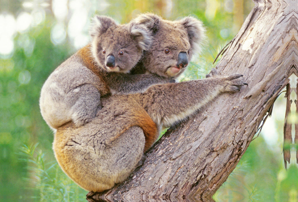 Premium textile canvas Premium textile canvas 120 cm x 80 cm landscape Koala mother climbs with young animal on her back 