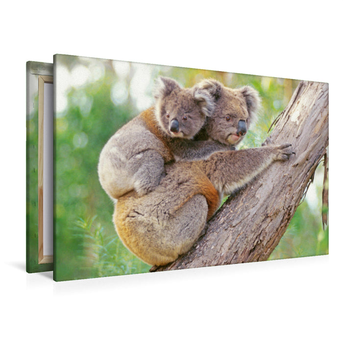 Premium textile canvas Premium textile canvas 120 cm x 80 cm landscape Koala mother climbs with young animal on her back 