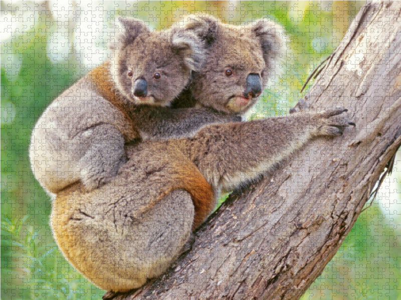 Koala-Mutter klettert mit Jungtier auf dem Rücken - CALVENDO Foto-Puzzle - calvendoverlag 29.99
