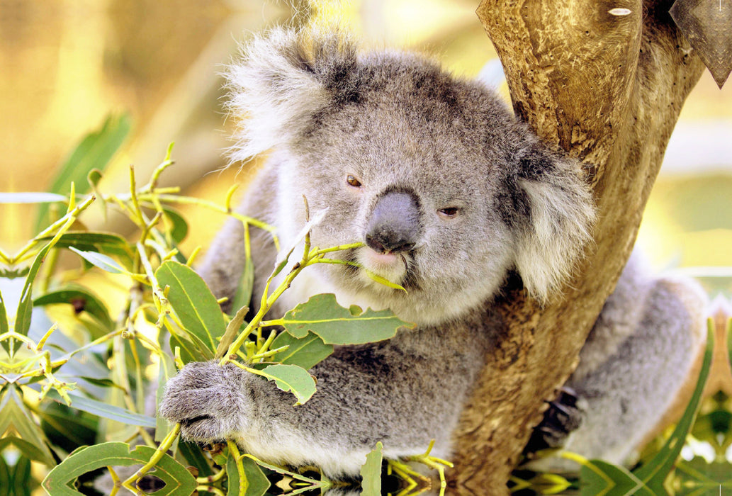 Premium textile canvas Premium textile canvas 120 cm x 80 cm landscape Koala happily chews on a leaf 