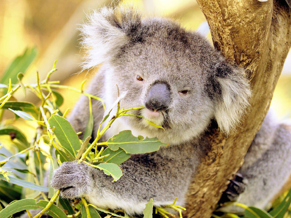 Koala kaut genüßlich auf einem Blatt - CALVENDO Foto-Puzzle - calvendoverlag 29.99