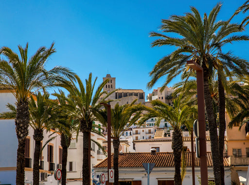 Palmen vor der Kathedrale von Ibiza - CALVENDO Foto-Puzzle - calvendoverlag 39.99