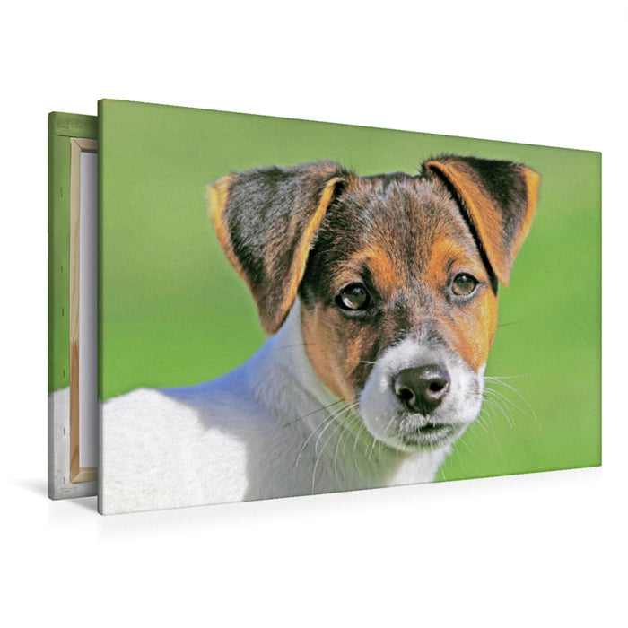 Premium Textil-Leinwand Premium Textil-Leinwand 120 cm x 80 cm quer Jack Russell Terrier Welpe schaut aufmerksam.