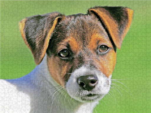 Jack Russell Terrier Welpe schaut aufmerksam. - CALVENDO Foto-Puzzle - calvendoverlag 29.99