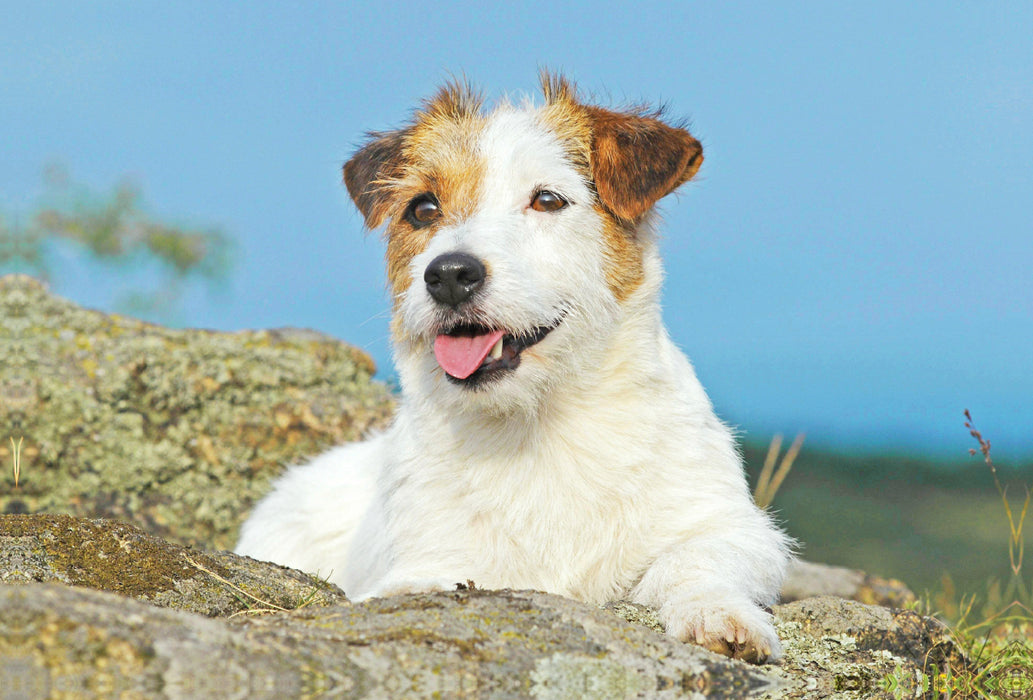 Toile textile premium Toile textile premium 120 cm x 80 cm paysage Jack Russell Terrier prenant une pause sur un rocher. 