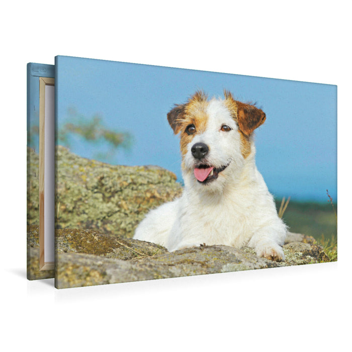 Toile textile premium Toile textile premium 120 cm x 80 cm paysage Jack Russell Terrier prenant une pause sur un rocher. 