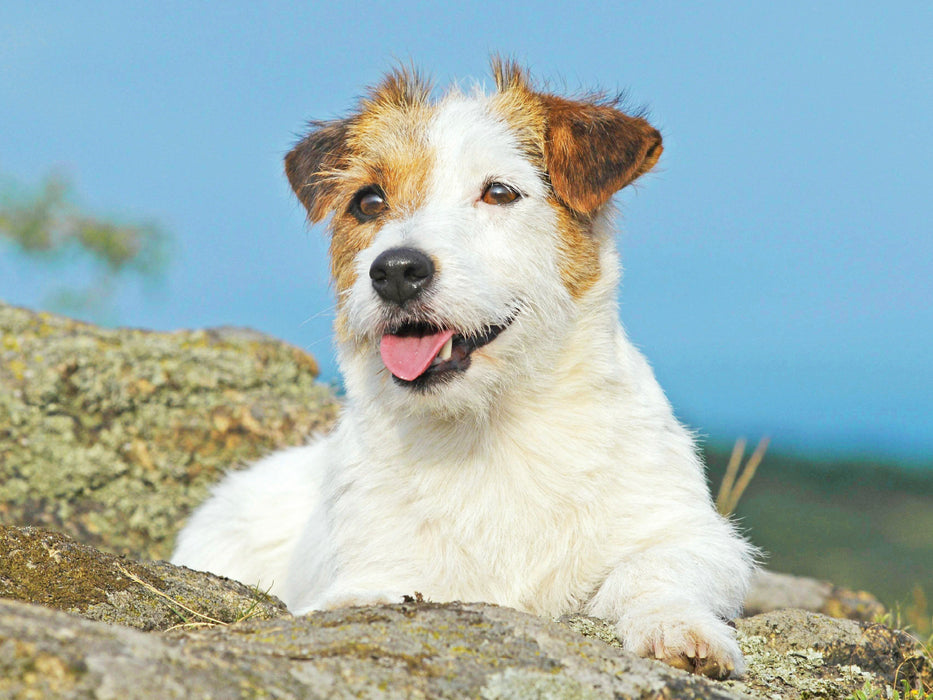 Jack Russell Terrier verschnauft auf einem Felsen. - CALVENDO Foto-Puzzle - calvendoverlag 29.99