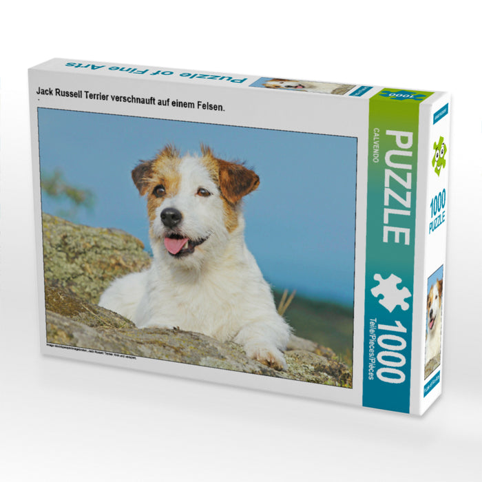 Jack Russell Terrier verschnauft auf einem Felsen. - CALVENDO Foto-Puzzle - calvendoverlag 29.99