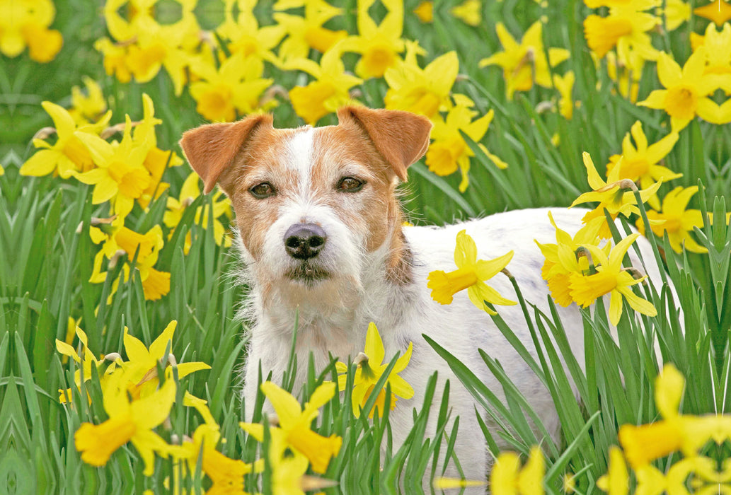 Premium Textil-Leinwand Premium Textil-Leinwand 120 cm x 80 cm quer Jack Russell Terrier in einem Feld voll gelber, blühender Narzissen.