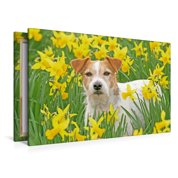 Premium textile canvas Premium textile canvas 120 cm x 80 cm landscape Jack Russell Terrier in a field full of yellow, blooming daffodils. 